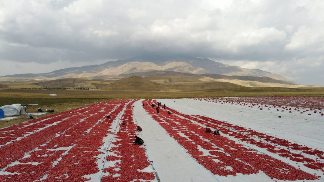 Süphan Dağı’nda yetişiyor 12 kilodan 1 kilo çıkıyor. Türkler 1 kilo bile alamıyor - Resim: 11